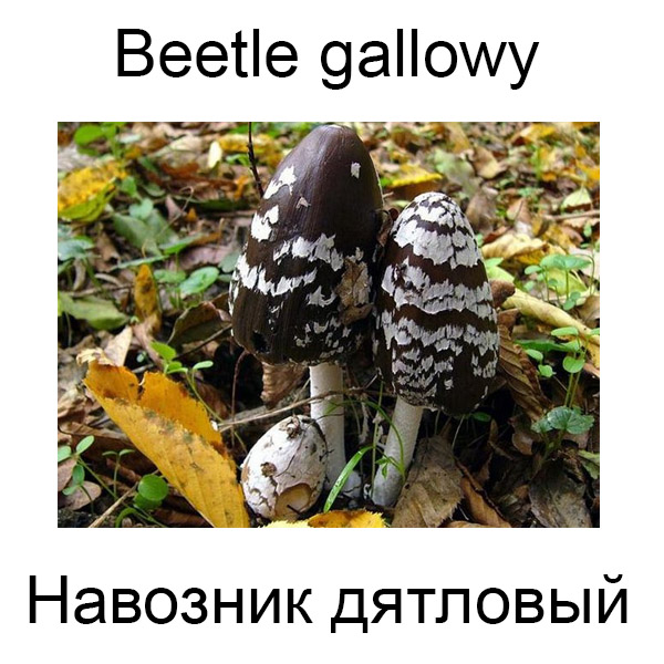 Грибы